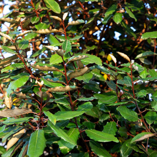 Wintergrüne Ölweide (Elaeagnus x ebbingei)