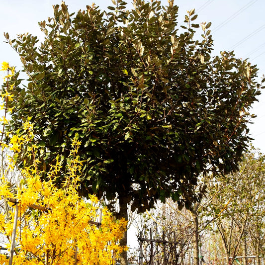 Wintergrüne Ölweide (Elaeagnus x ebbingei)