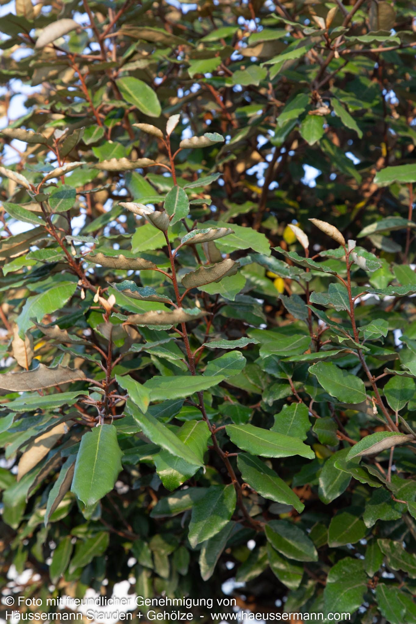 Wintergrüne Ölweide (Elaeagnus x ebbingei)