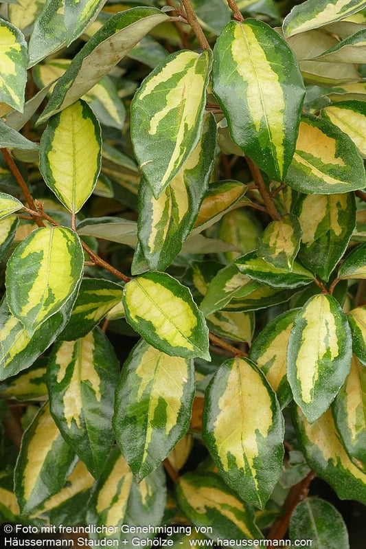 Wintergrüne Ölweide 'Limelight' (Elaeagnus x ebbingei)