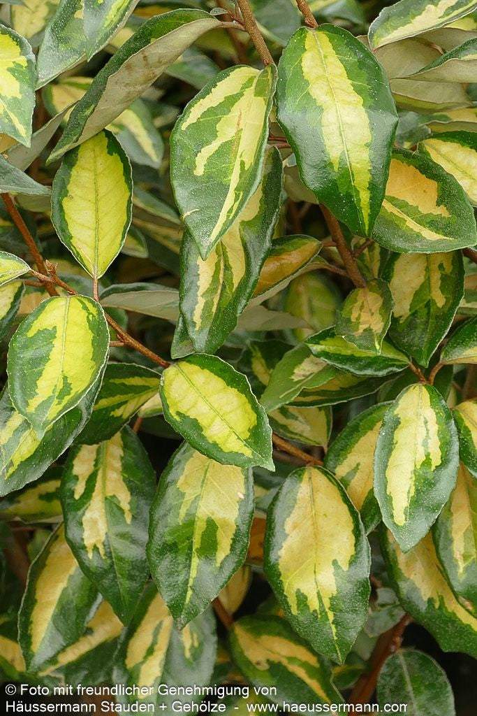 Wintergrüne Ölweide 'Limelight' (Elaeagnus x ebbingei)