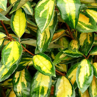 Wintergrüne Ölweide 'Limelight' (Elaeagnus x ebbingei)