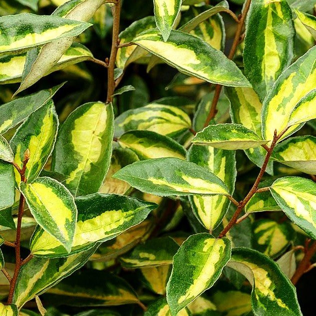 Wintergrüne Ölweide 'Limelight' (Elaeagnus x ebbingei)