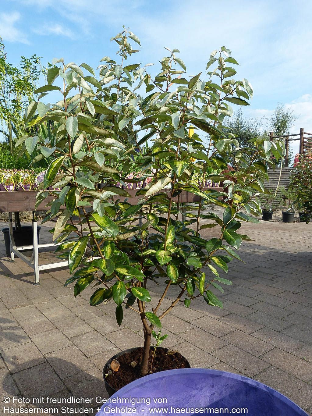 Wintergrüne Ölweide 'Limelight' (Elaeagnus x ebbingei)