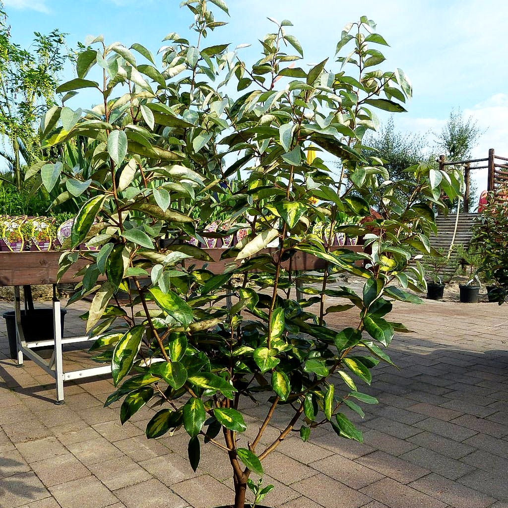 Wintergrüne Ölweide 'Limelight' (Elaeagnus x ebbingei)