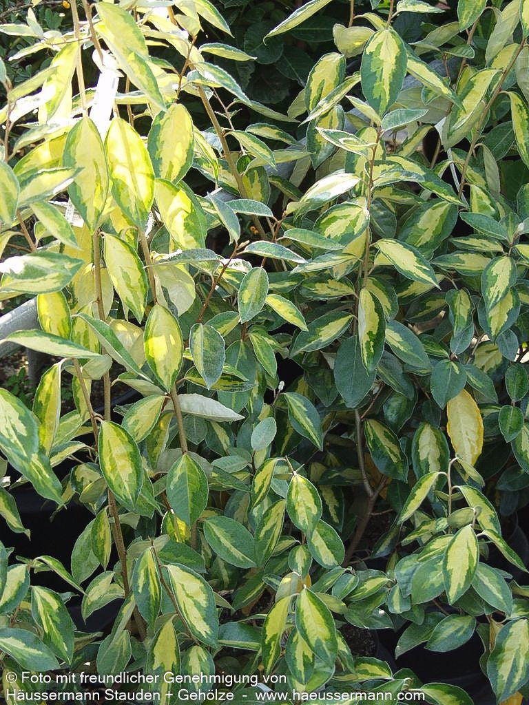 Wintergrüne Ölweide 'Limelight' (Elaeagnus x ebbingei)