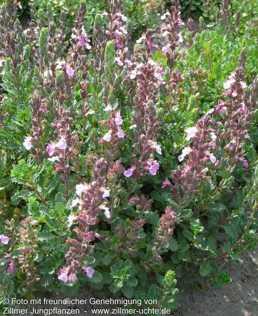 Wintergrüner Gamander (Teucrium x lucidrys)