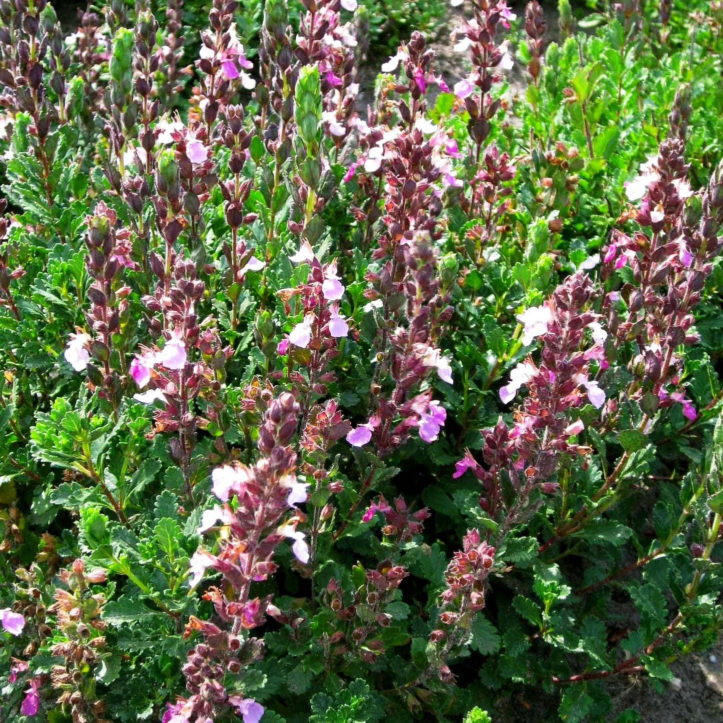 Wintergrüner Gamander (Teucrium x lucidrys)