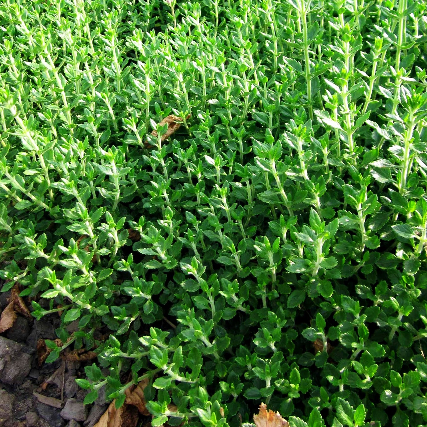 Wintergrüner Gamander (Teucrium x lucidrys)