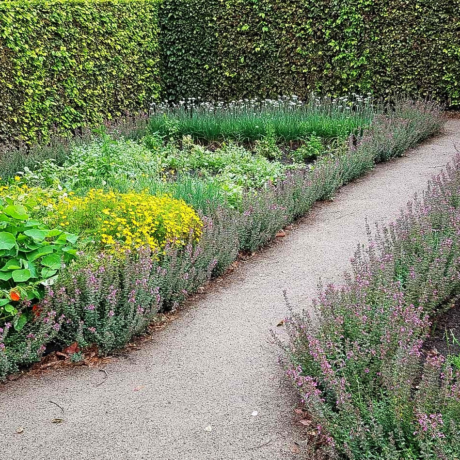 Wintergrüner Gamander (Teucrium x lucidrys)