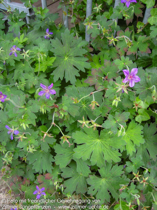 Wlassovs Storchschnabel (Geranium wlassovianum)