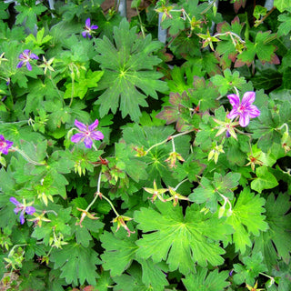 Wlassovs Storchschnabel (Geranium wlassovianum)