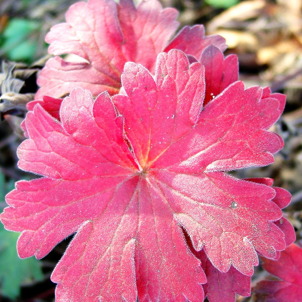 Wlassovs Storchschnabel (Geranium wlassovianum)