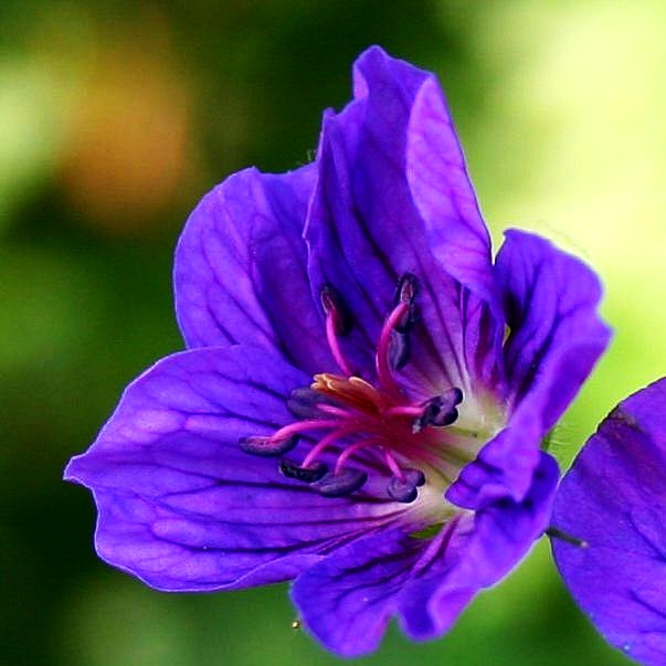Wlassovs Storchschnabel (Geranium wlassovianum)