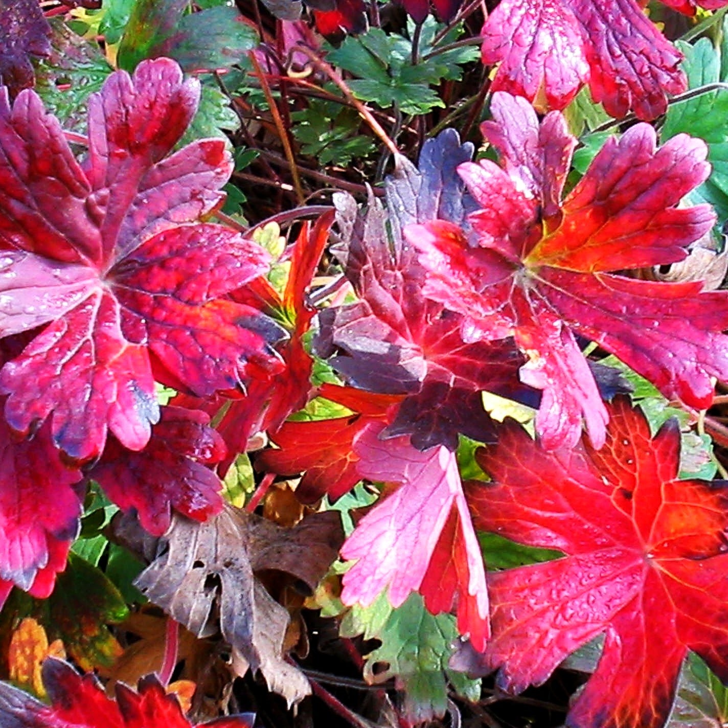 Wlassovs Storchschnabel (Geranium wlassovianum)