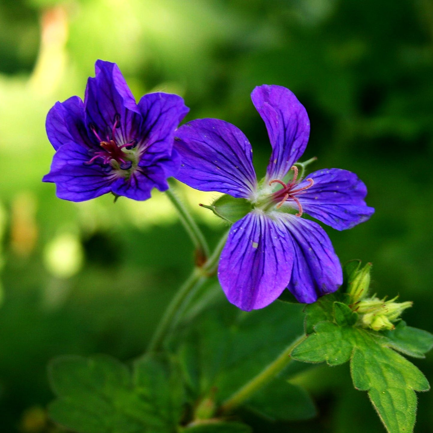 Wlassovs Storchschnabel (Geranium wlassovianum)