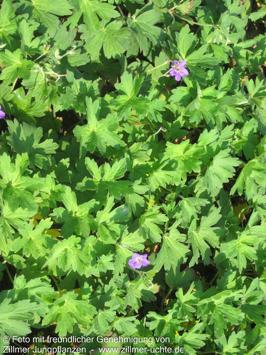 Wlassovs Storchschnabel 'Typ Crug Farm' (Geranium wlassovianum)