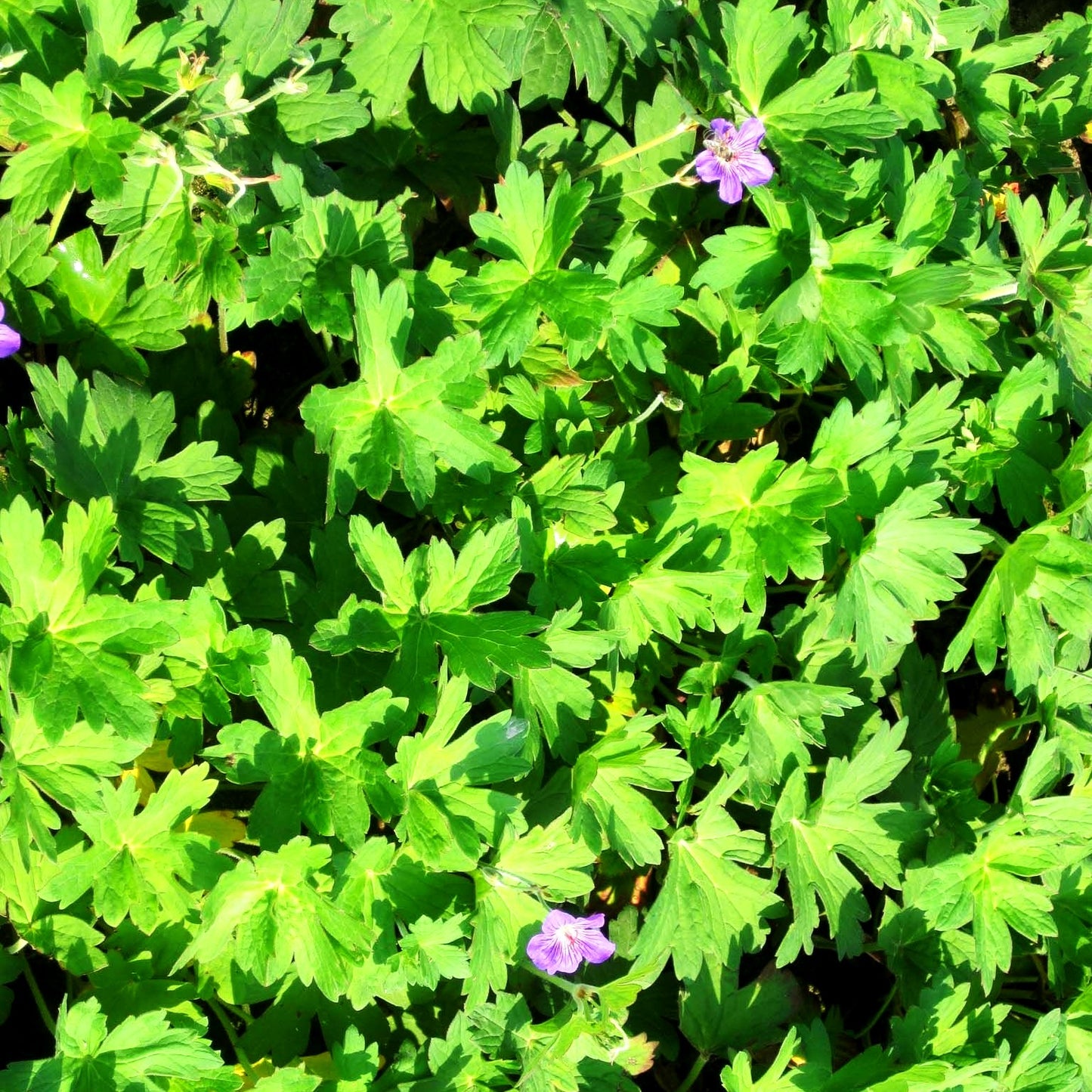 Wlassovs Storchschnabel 'Typ Crug Farm' (Geranium wlassovianum)