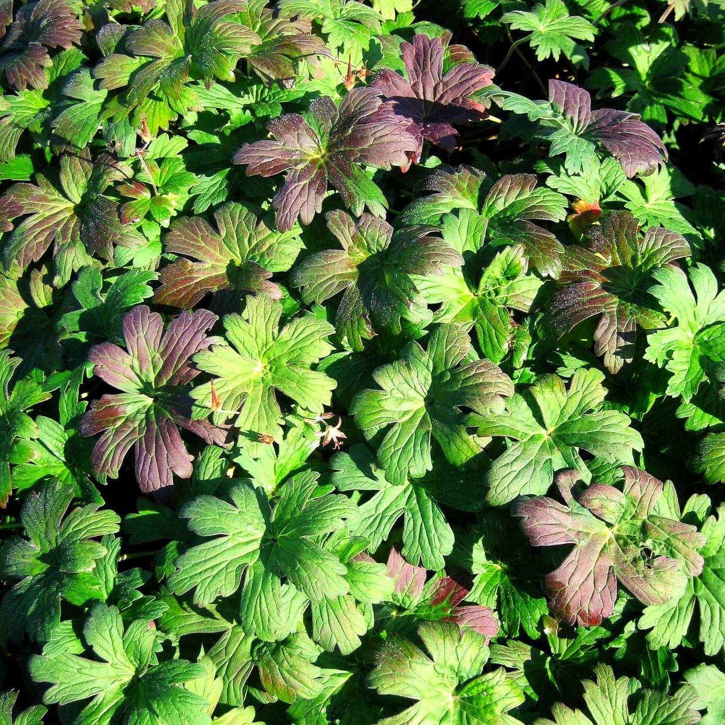 Wlassovs Storchschnabel 'Typ Crug Farm' (Geranium wlassovianum)