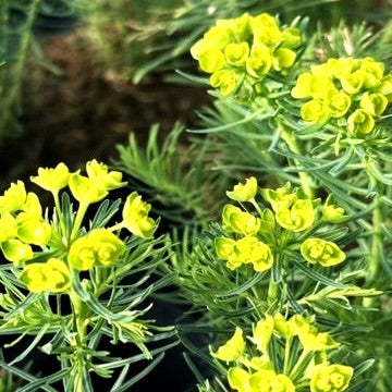 Wolfsmilch 'Betten' (Euphorbia x gayeri)