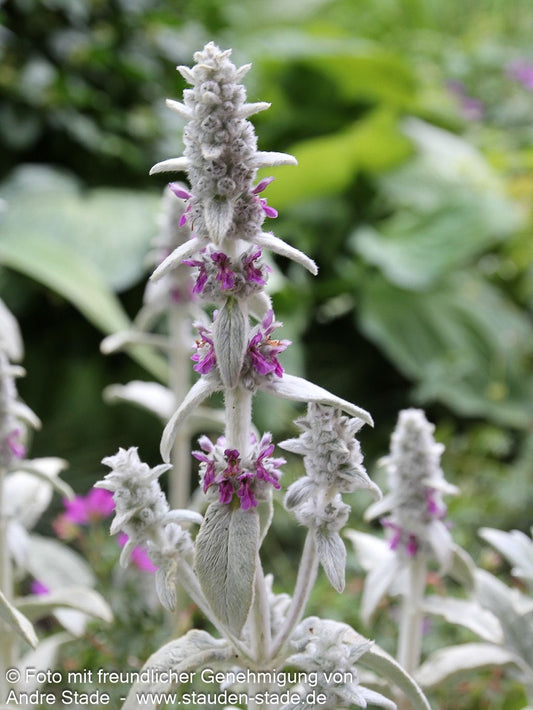 Woll-Ziest (Stachys byzantina)