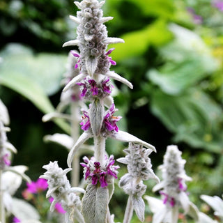 Woll-Ziest (Stachys byzantina)