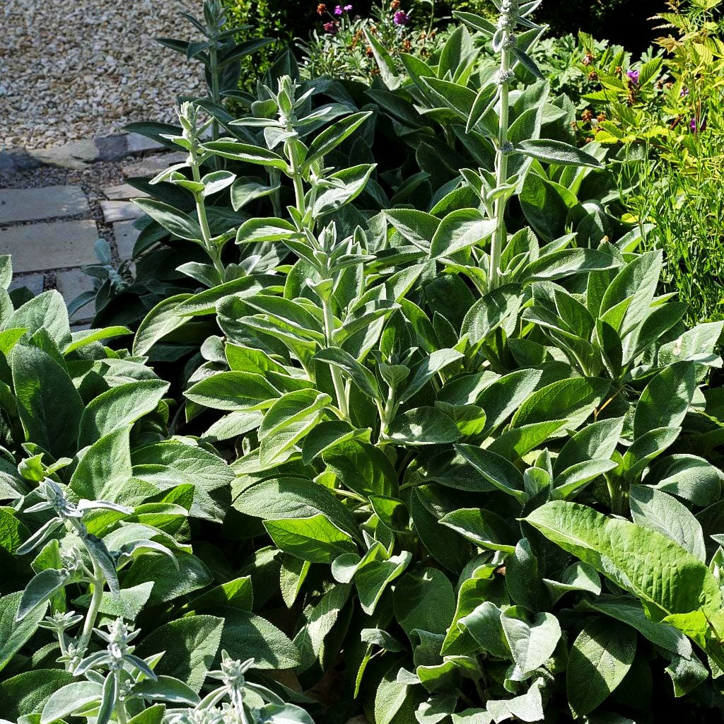 Woll-Ziest (Stachys byzantina)