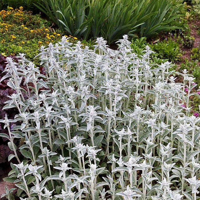 Woll-Ziest (Stachys byzantina)