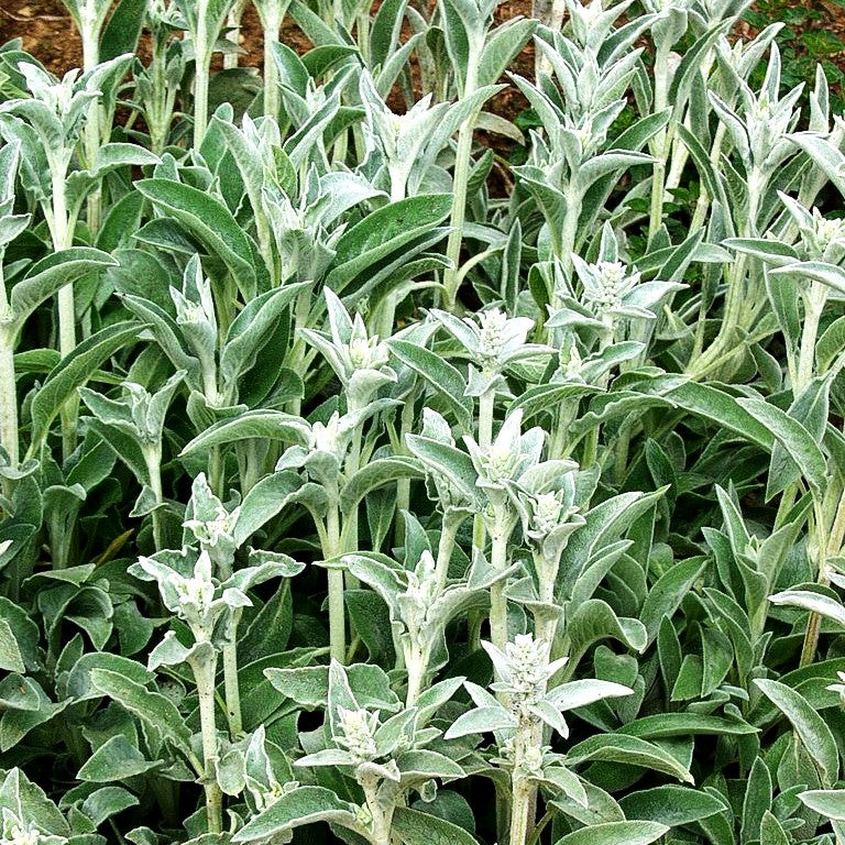 Woll-Ziest (Stachys byzantina)
