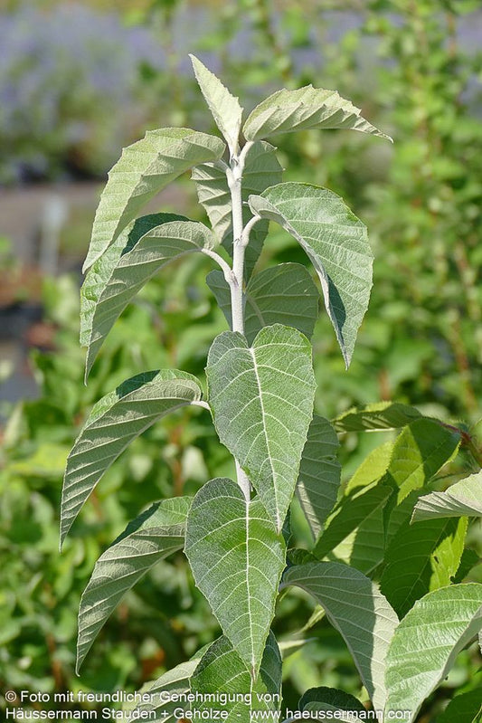 Wolliger Apfel (Malus tschonoskii)