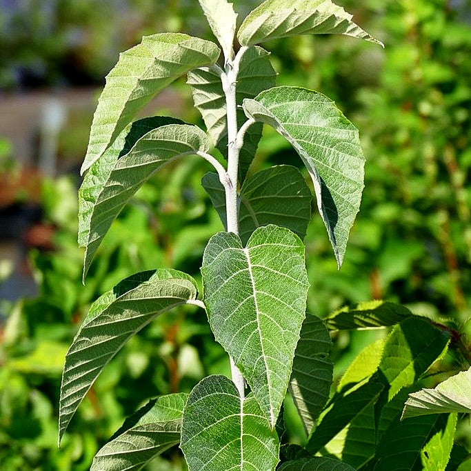 Wolliger Apfel (Malus tschonoskii)