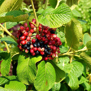 Wolliger Schneeball (Viburnum lantana)