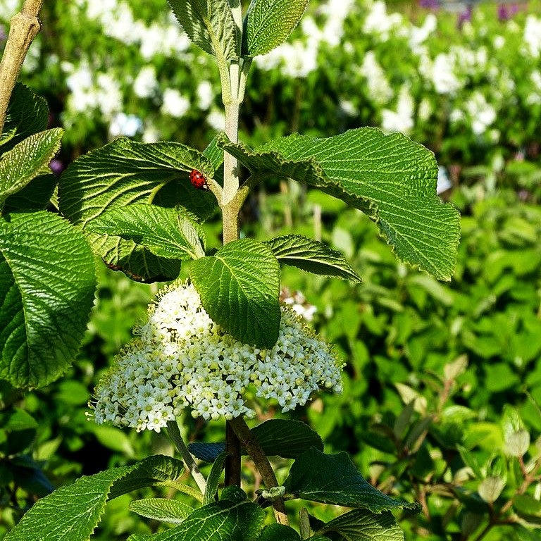 Wolliger Schneeball (Viburnum lantana)