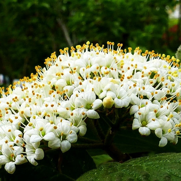 Wolliger Schneeball (Viburnum lantana)