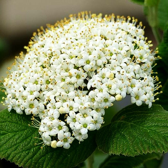 Wolliger Schneeball (Viburnum lantana)