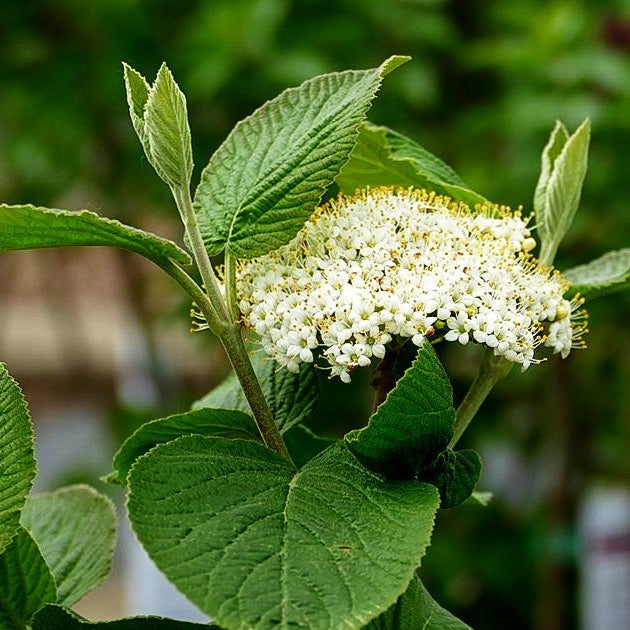 Wolliger Schneeball (Viburnum lantana)