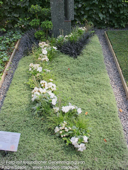 Wolliger Thymian (Thymus praecox ssp.pseudolanuginosus)