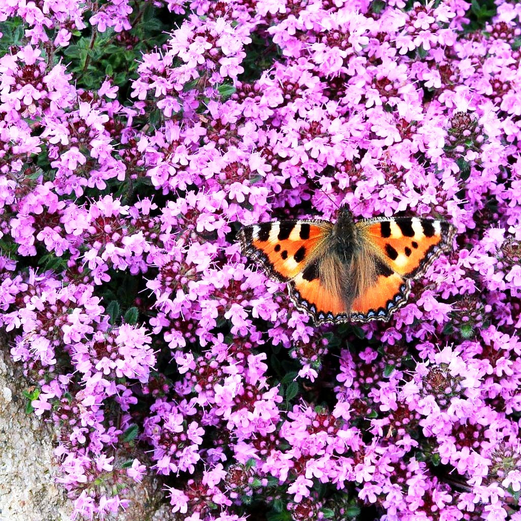 Wolliger Thymian (Thymus praecox ssp.pseudolanuginosus)