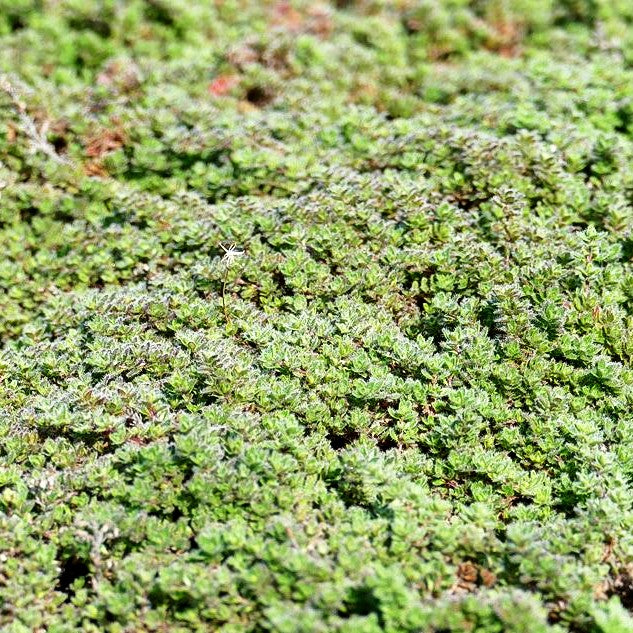 Wolliger Thymian (Thymus praecox ssp.pseudolanuginosus)