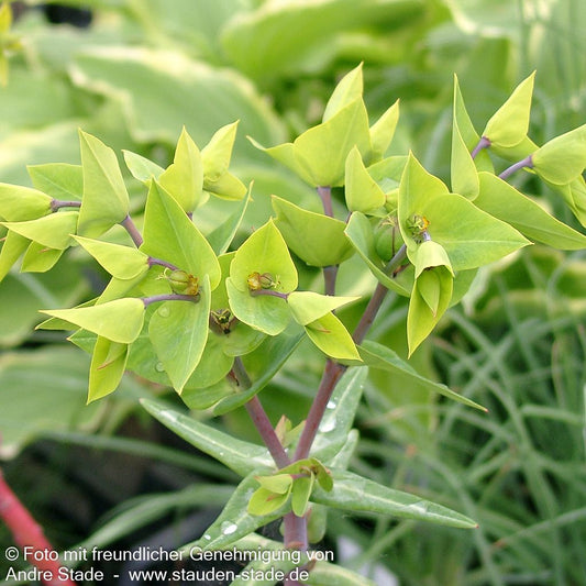 Wühlmaus-Wolfsmilch (Euphorbia lathyris)