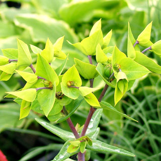 Wühlmaus-Wolfsmilch (Euphorbia lathyris)