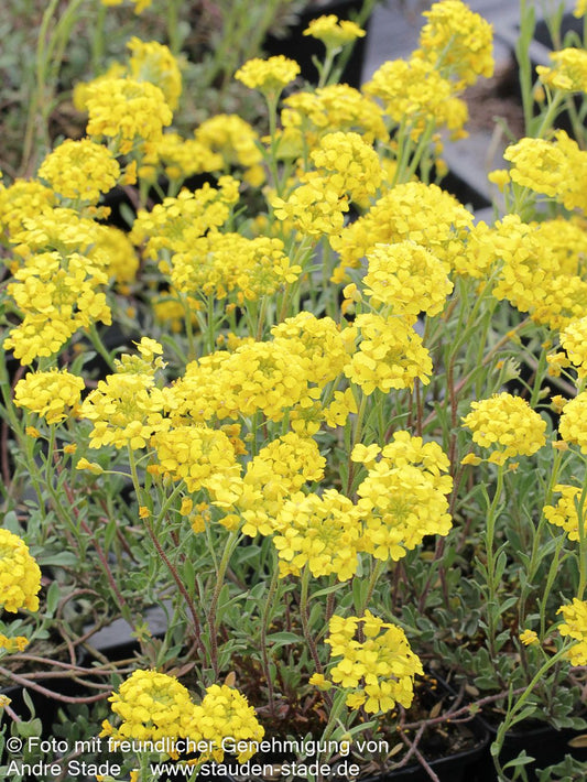 Wulfens Steinkraut (Alyssum wulfenianum)