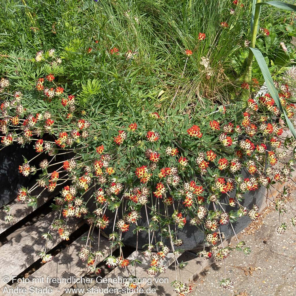 Wundklee (Anthyllis vulneraria var. coccinea)