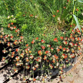 Wundklee (Anthyllis vulneraria var. coccinea)
