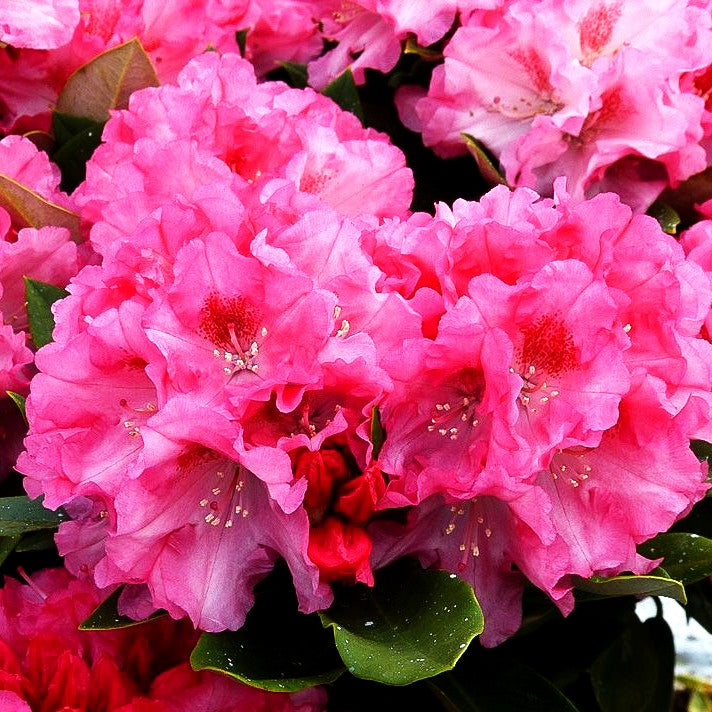 Yakushima-Rhododendron 'Arabella' (Rhododendron yak. I)