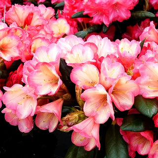 Yakushima-Rhododendron 'Barbarella' (Rhododendron yak. III)