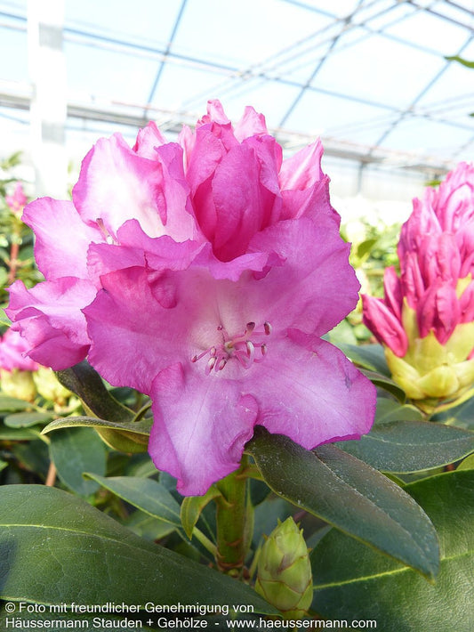 Yakushima-Rhododendron 'Blurettia' (Rhododendron yak. I)