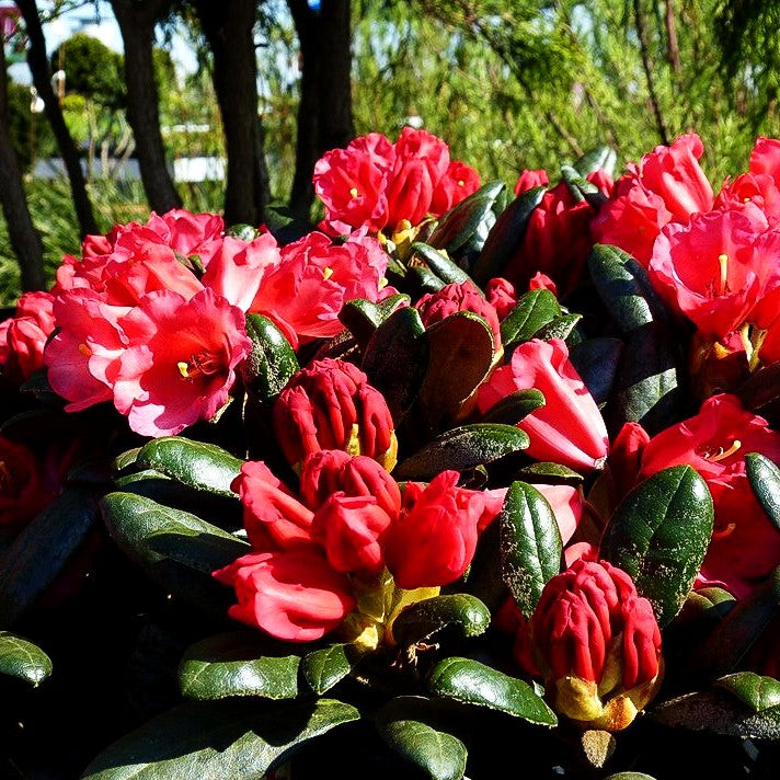 Yakushima-Rhododendron 'Debbie Dane' (Rhododendron yak. II)