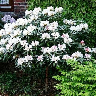 Yakushima-Rhododendron 'Edelweiß' (Rhododendron yak. II)