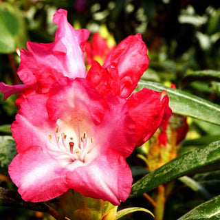 Yakushima-Rhododendron 'Emanuela' (Rhododendron yak. I)